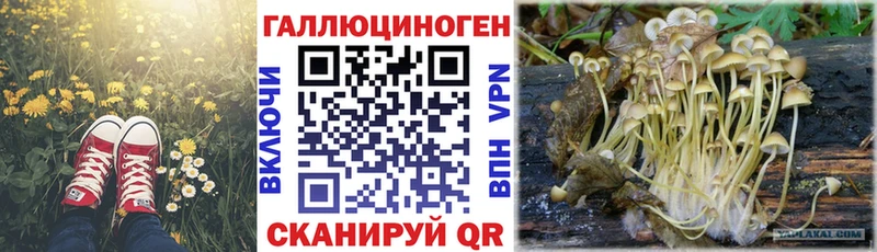 Купить Жирновск Галлюциногенные грибы Psilocybine cubensis